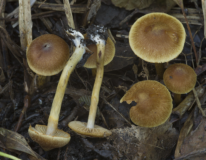 Cortinarius saniosus